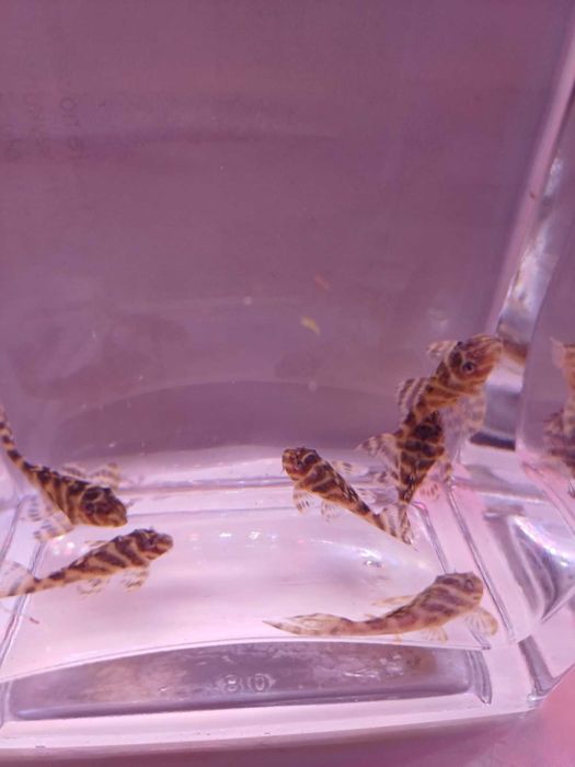 Zbrojnik Hypancistrus L333