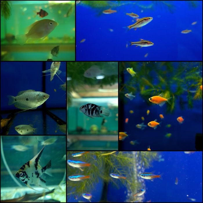 Аквариумные рыбки