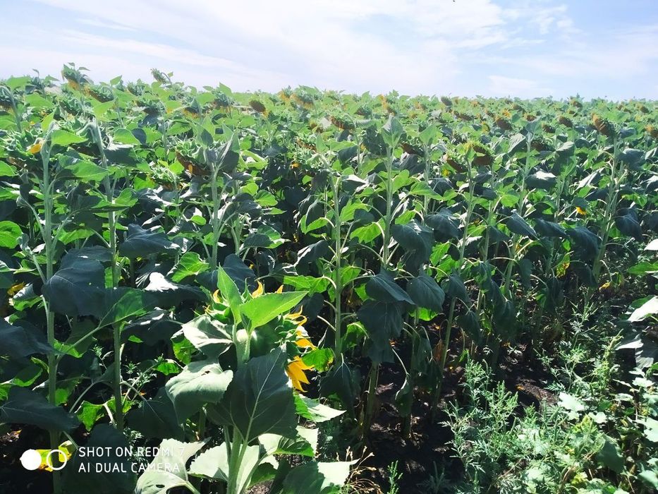 Продажа земли с/хоз назначения