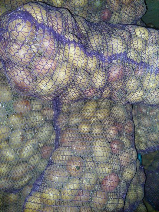 Картопля велика та насінева