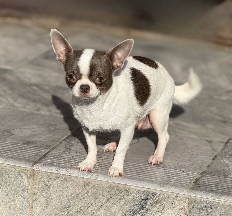 Девочка чихуа 2 года