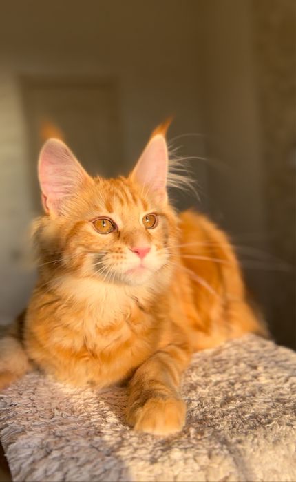 Котёнок девочка мейн-кун