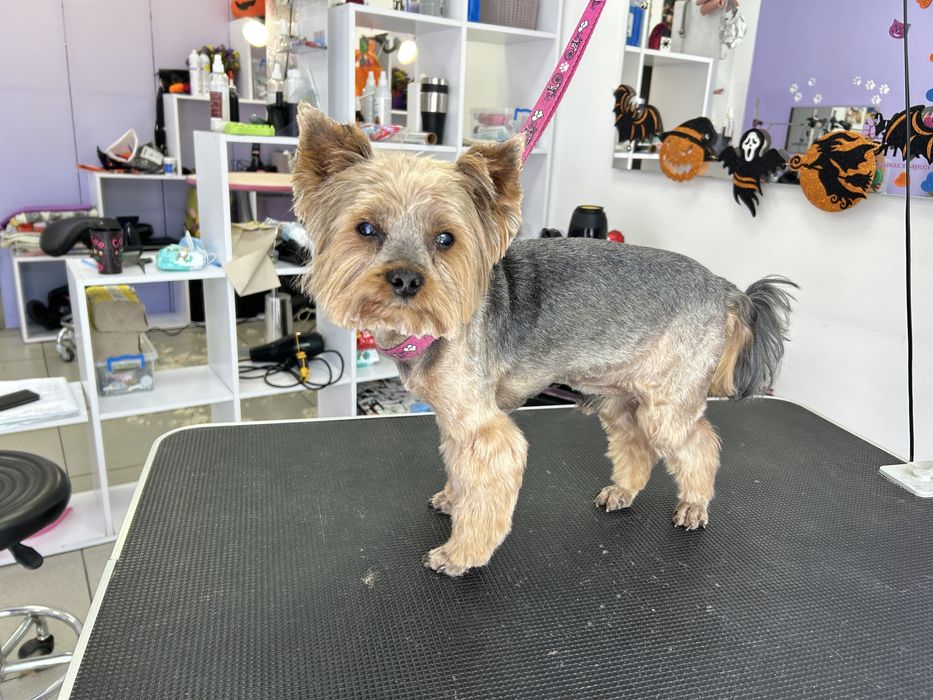 Груминг, стрижка собак, экспресс линька собак и котов