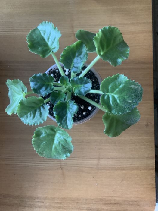 Фіалкі стандартні