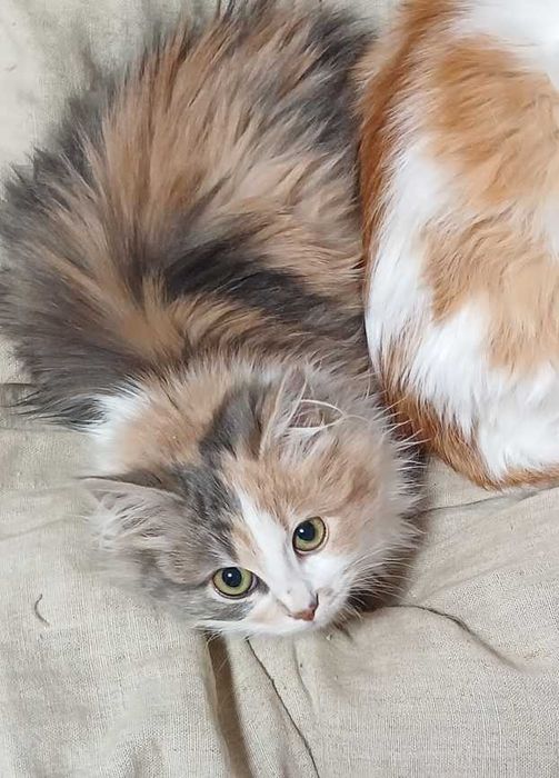 Пушистая трехцветная кошка, котенок 5-6 месяцев