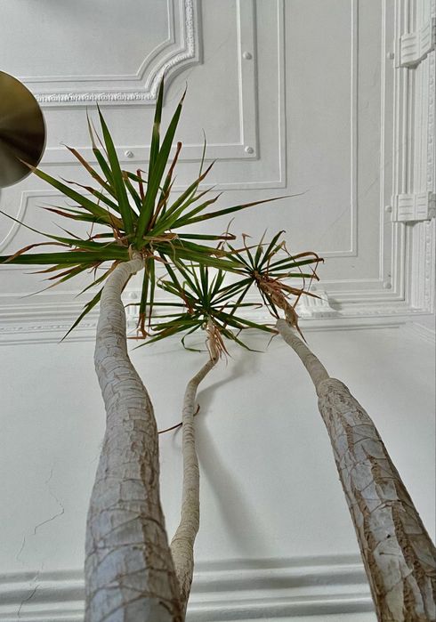 Dracaena Marginata