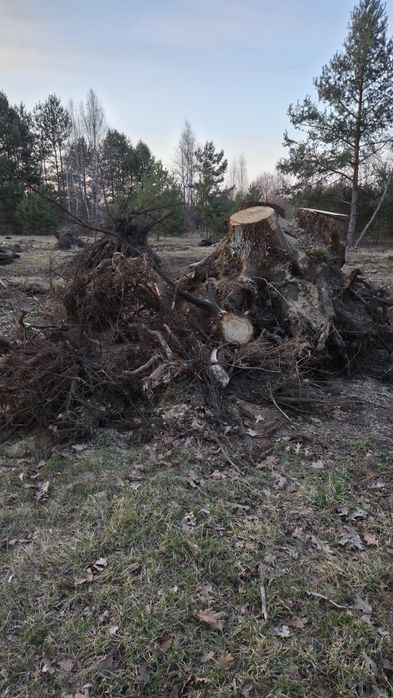 Oddam korzenie drzew