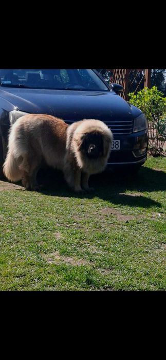 Leonberger szczeniaki