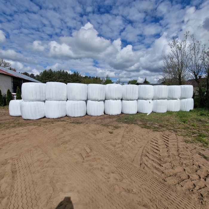 Bele sianokiszonki zbiór 7 maj 2025