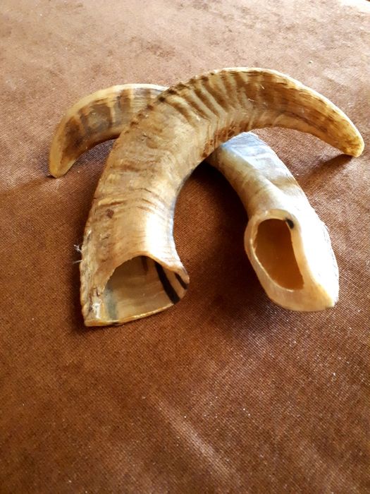 Рога горного козла