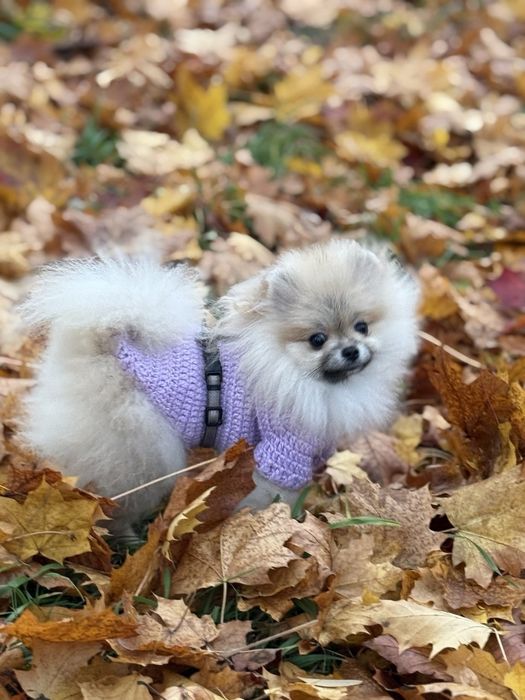 Міні красуня померанського шпіца