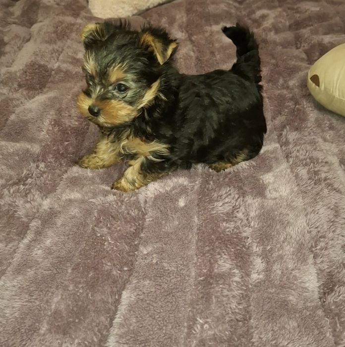 Йорк хлопчик, йорчик