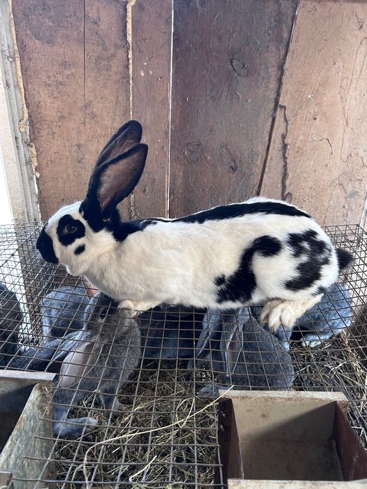 Кролики хорошої лінії