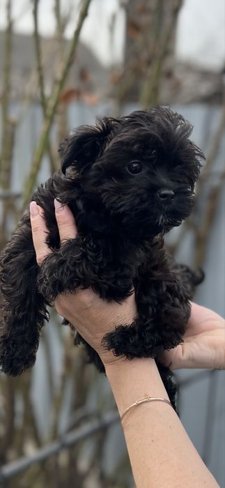 Йоркширский терьер