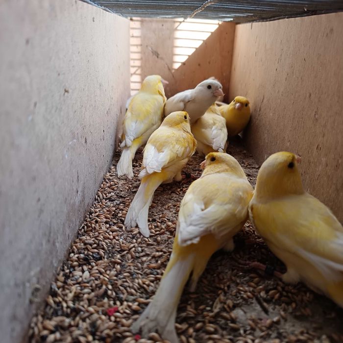 Canários de 2025 anilhados