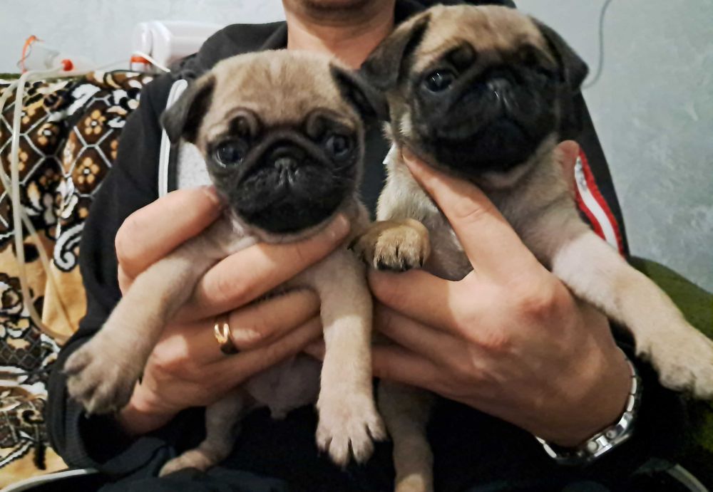 Цуценята породи мопс народжені 17.11.2025року. Хлопчик та дівчинка