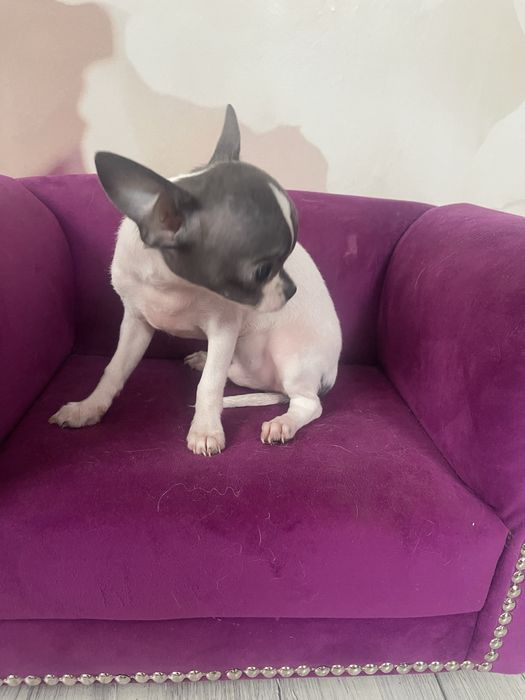 Pies chihuahua .