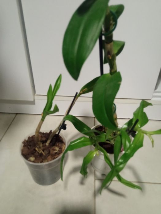 Набір орхідей 2шт