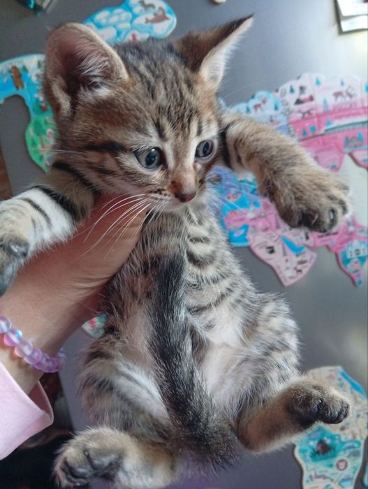 Отдам котёночка за символическую плату