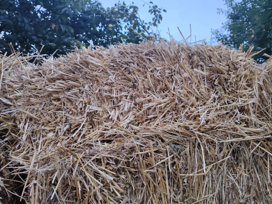 Продам пшеничну овсяні солому