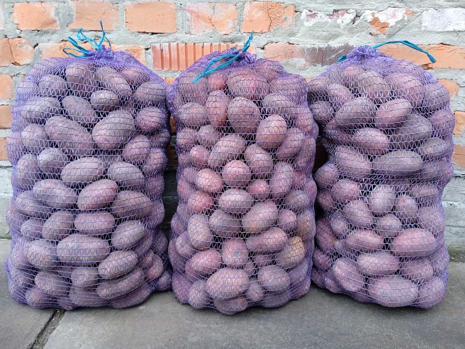 Продам картоплю велику.