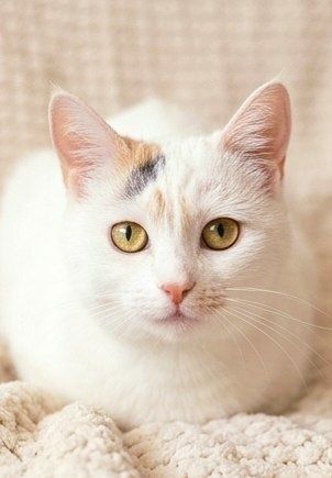 Котенок Веснушка 8 мес  ищет дом!