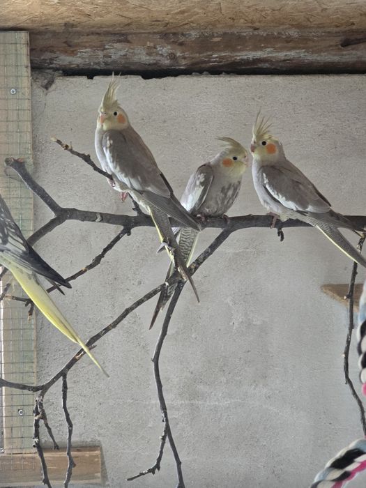 Papugi nimfy rok 2025 możliwość oswojenia