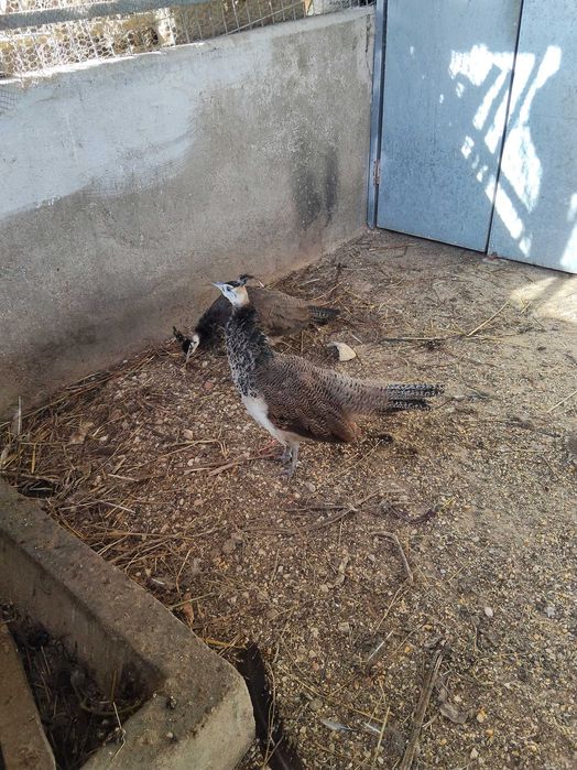 Casal de Pavões 2025