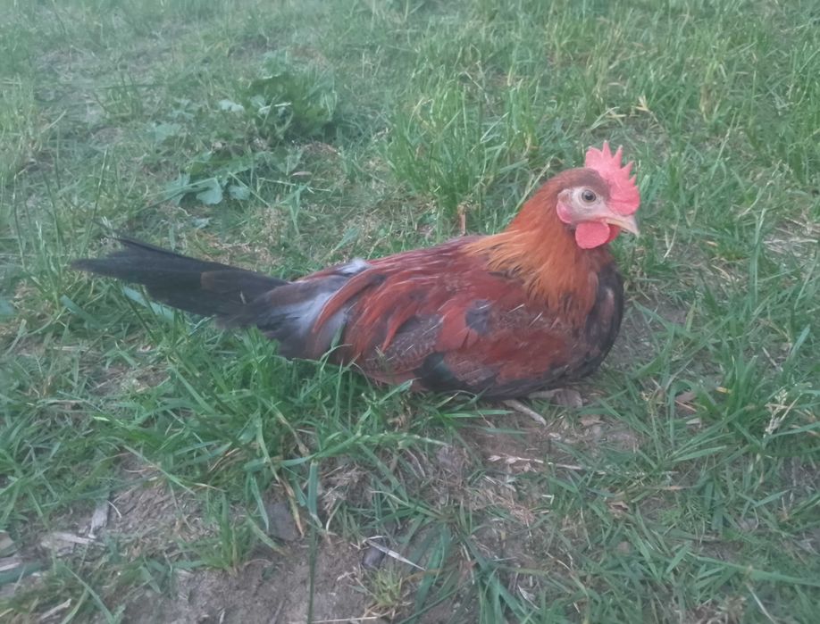 Kogutki karzełek polski