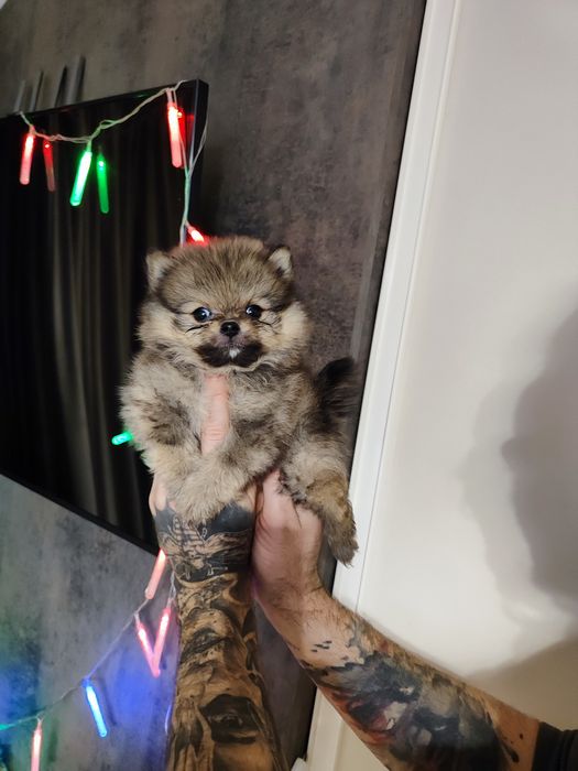 Львів !Дівчинка на продаж