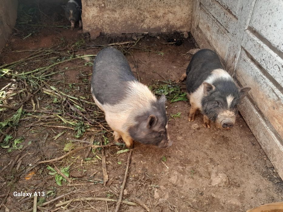 Porcos vietnamitas muito bons