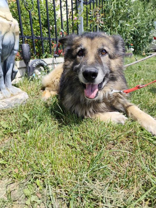 Kto pokocha starszego psa?