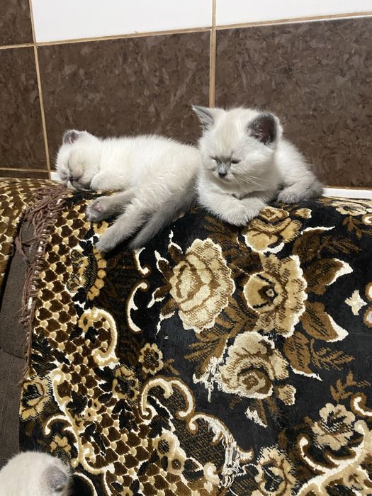 Продаются шотландцы- блю -поинт.