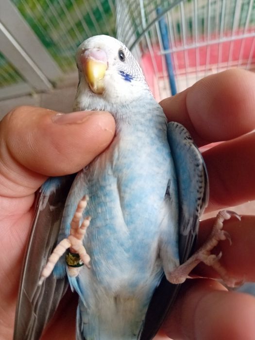 Para ceder aves de qualidade