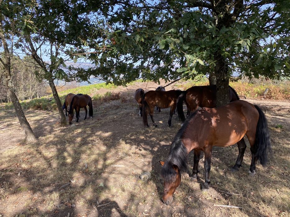 Rebanho de garranas