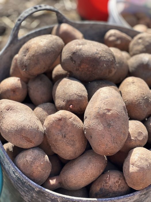 Продається велика домашня картопля