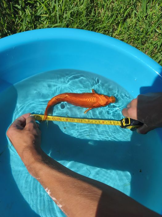 Carpa macho comprada há dois anos em um reprodutor português