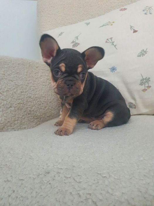 Bulldog francês fêmea exelente exemplar