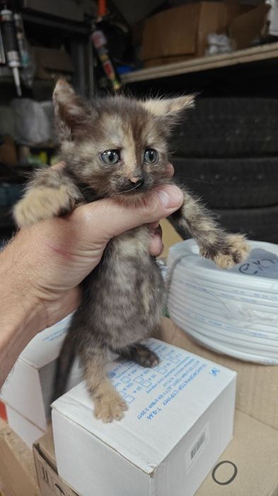 Віддамо кошенят в добрі руки