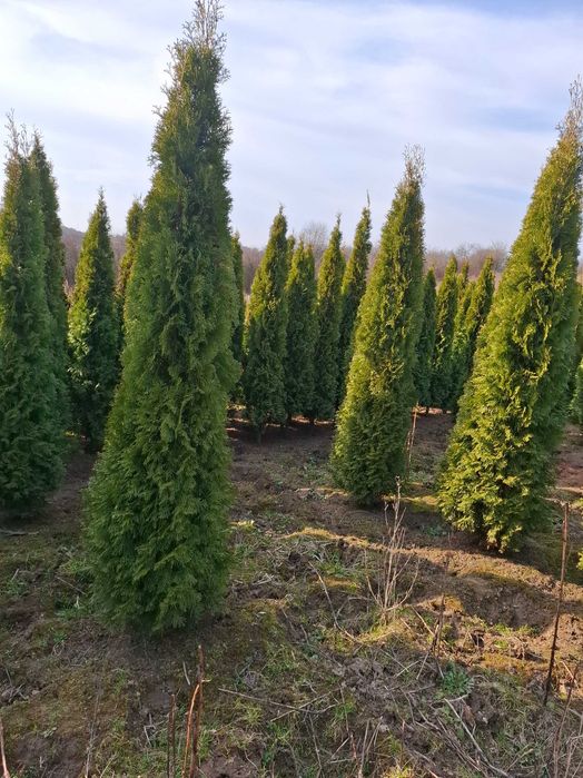Tuje Szmaragd, 120–270 cm, Thuja na żywopłot, Duże gęste tuje