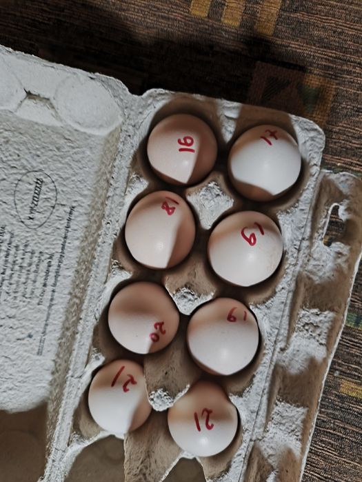 Jaja lęgowe ayam cemani