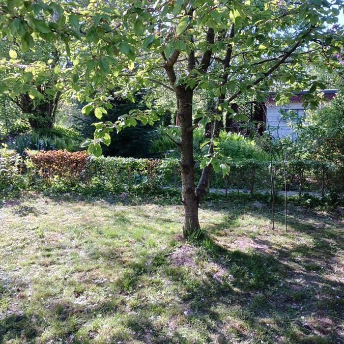 Sprzedam działkę ROD Dąbrowica