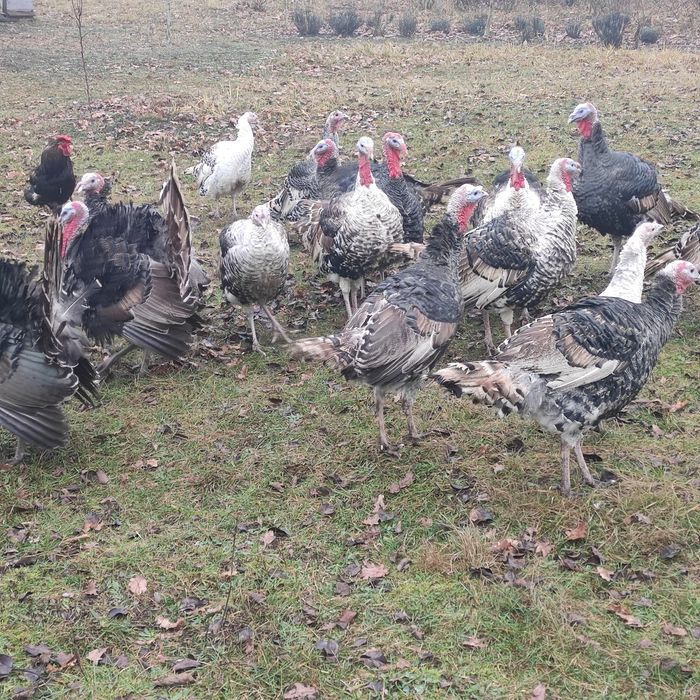 Продам індики індюки індички