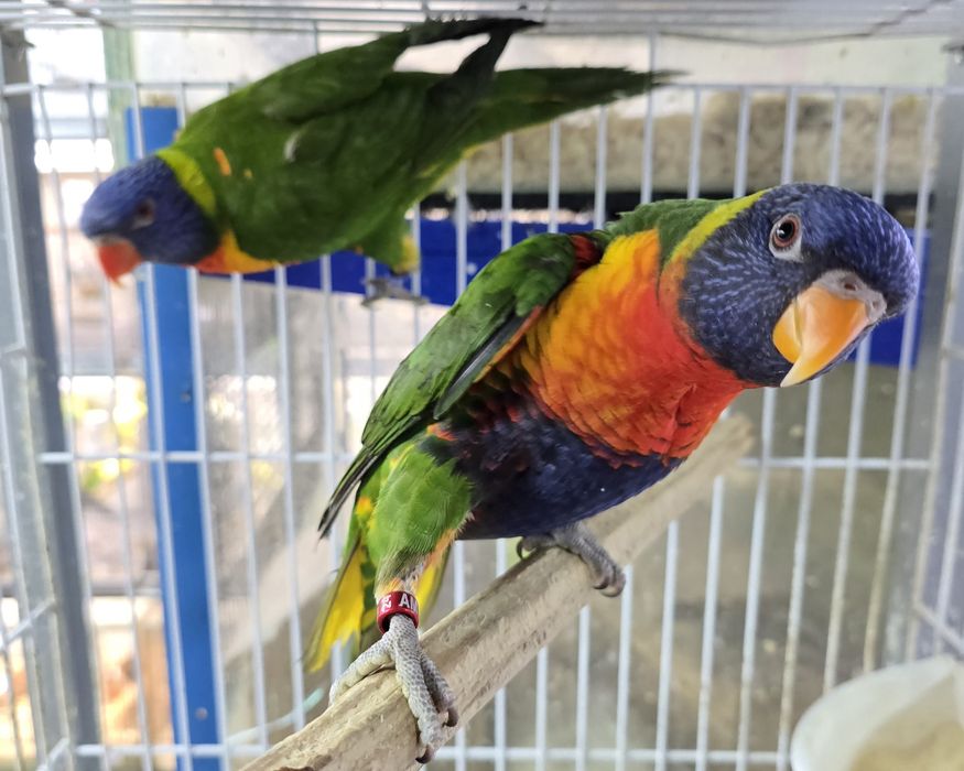 Papagaio lory demosticados