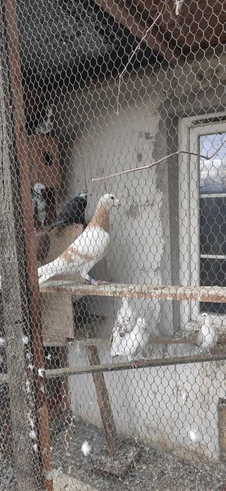 Gołębie Staropolskie