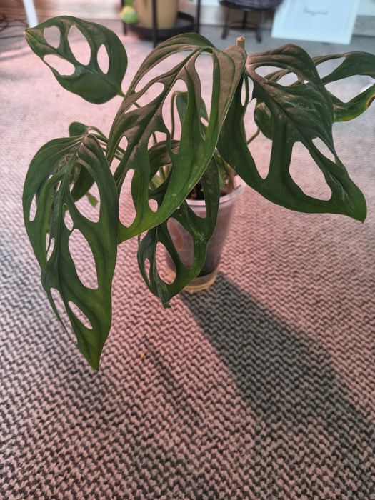 Monstera indonesian marble
