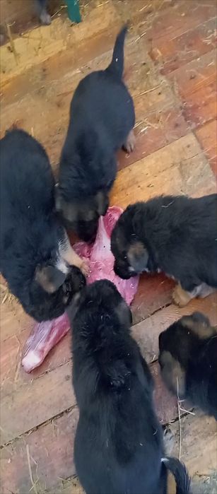 Щенки нем овчарки .