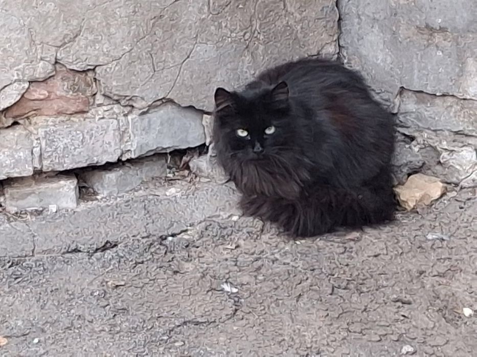 Котики в добрі руки