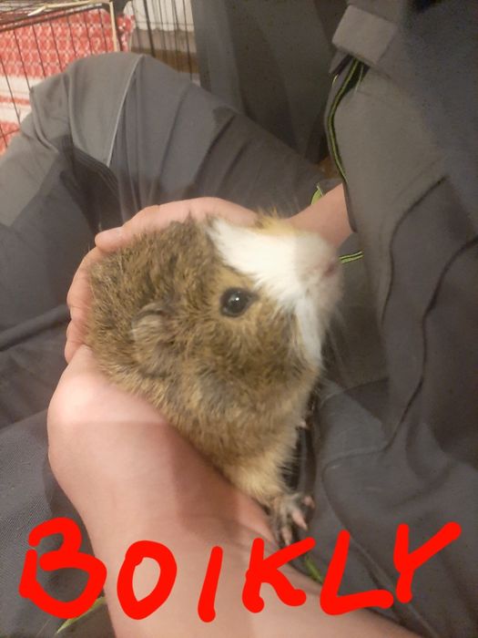 Sprzedam świnki morskie