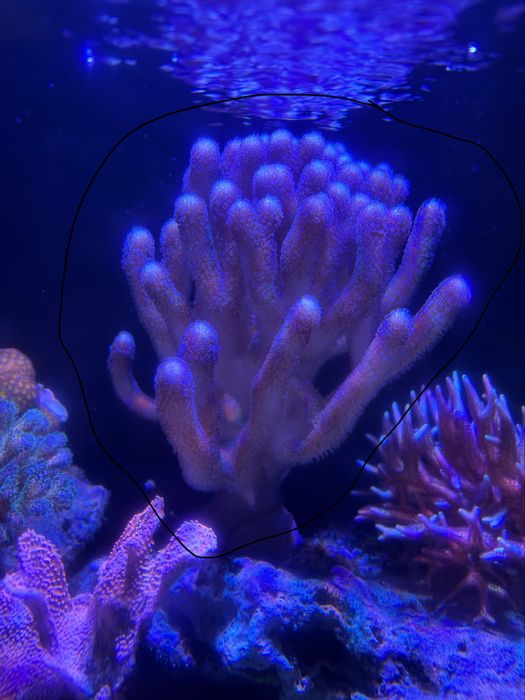 Coral reef aquario salgado